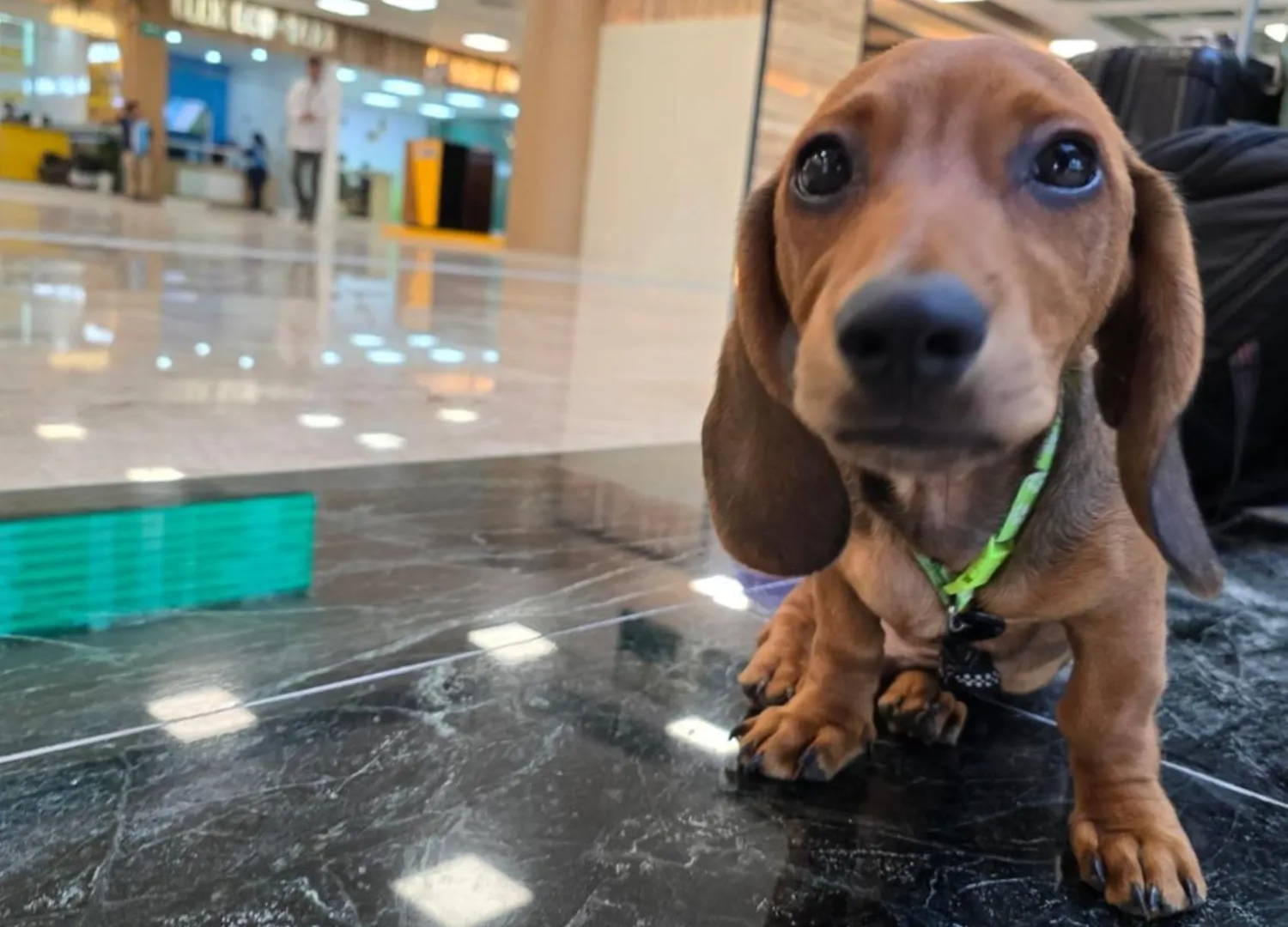 Casa Dachshound location