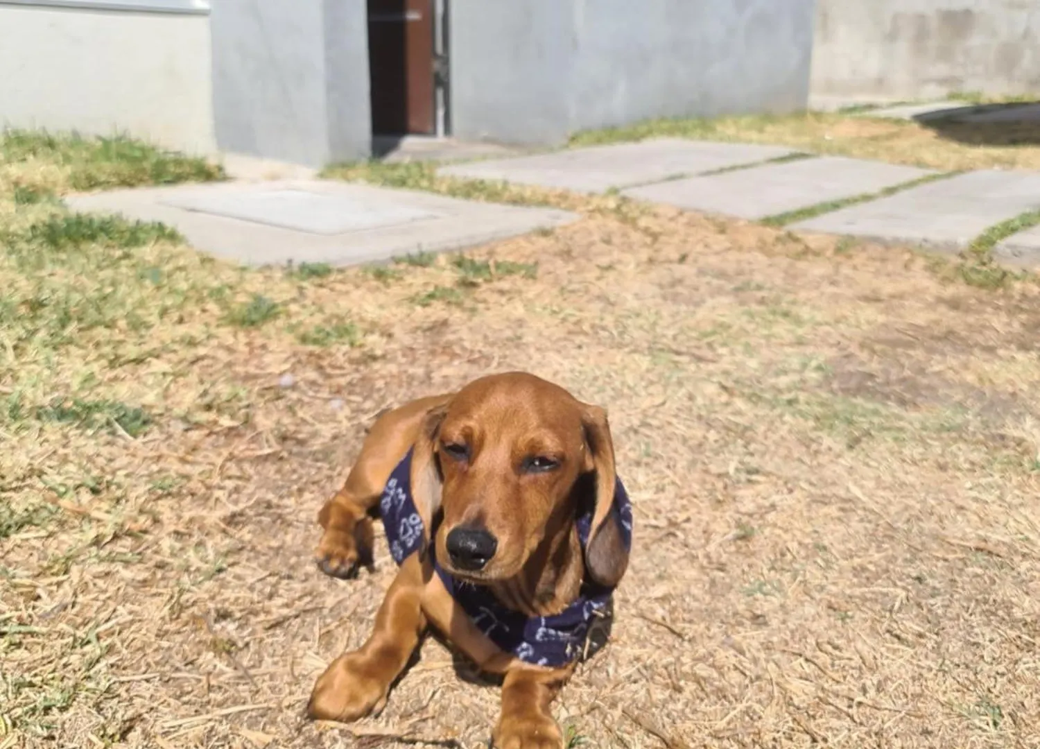 אתר קמפינג מלון פלאייה דל כרמן Casa Dachshound
